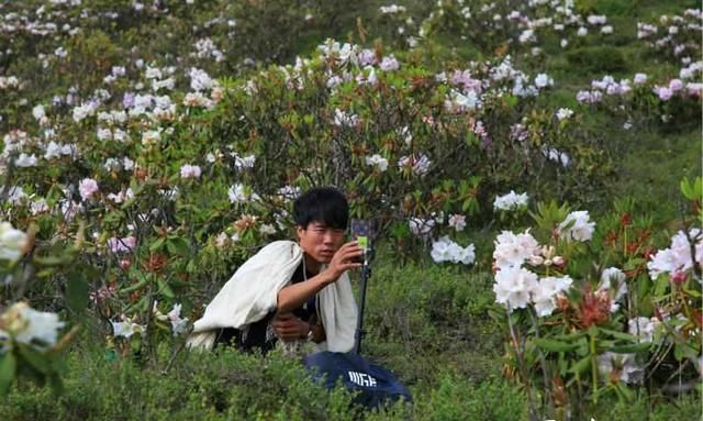 四川凉山索玛花在哪里,索玛花儿向阳开完整版图7