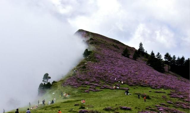 四川凉山索玛花在哪里,索玛花儿向阳开完整版图8