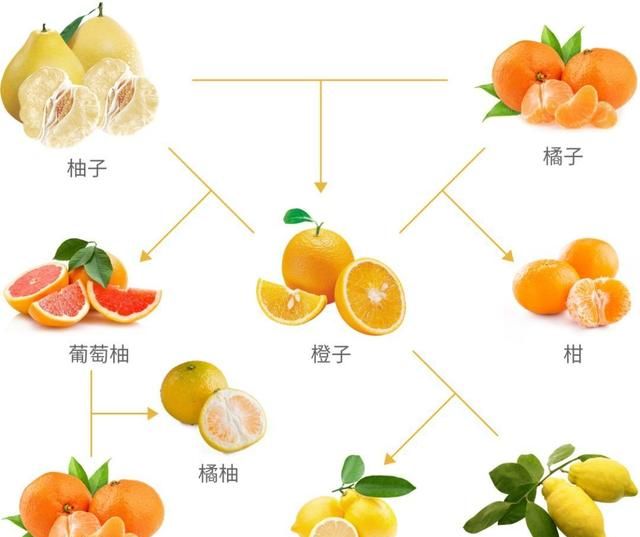 有什么水果是杂交出来的呢图11