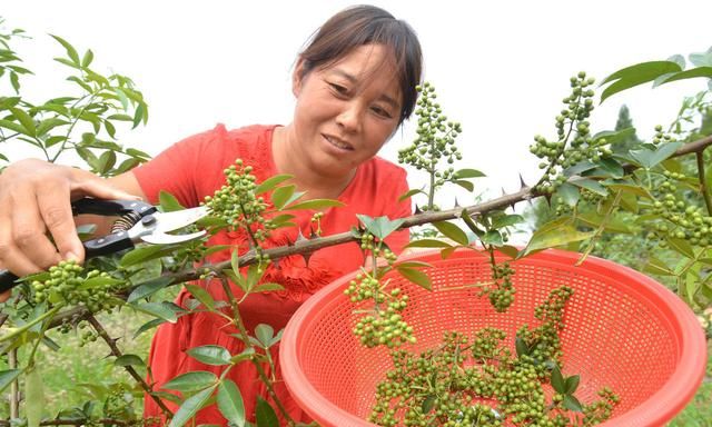 川卤和重庆卤味的区别图1