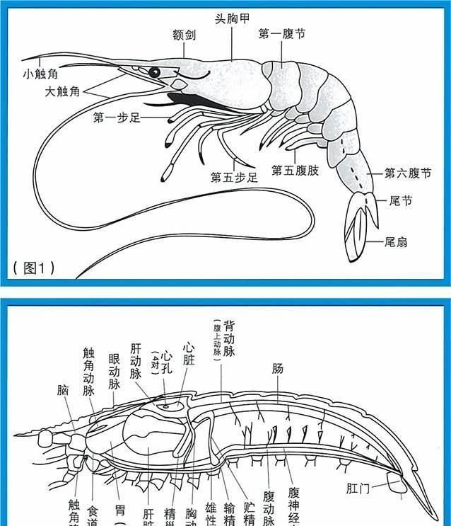 吃虾用去头吗(红虾去头去壳干虾直播)图1