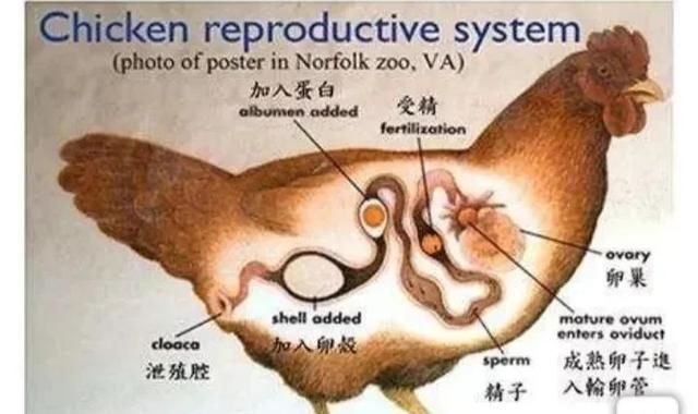 什么动物雄性不能生殖图5