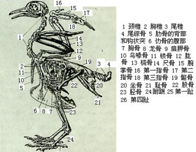 麻雀泛滥成灾为什么还要保护图4