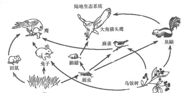 麻雀泛滥成灾为什么还要保护图17