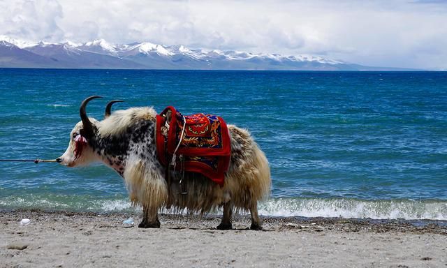 西藏圣湖纳木错世界上最高的大湖图8