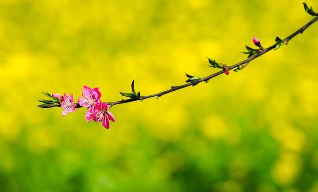 3月份去哪里旅游最好,三月份去哪里旅游最佳图1