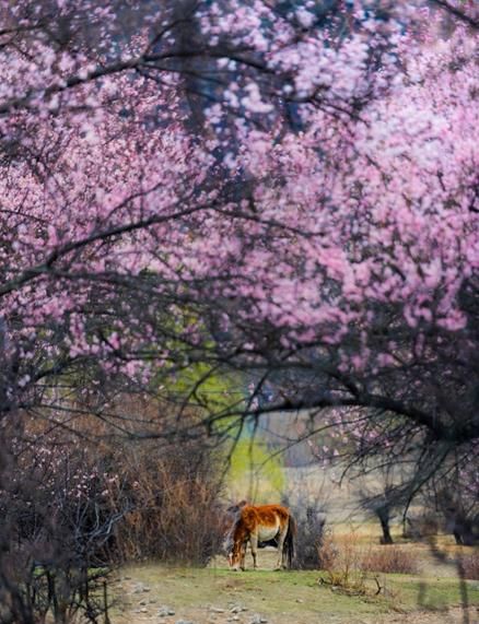 3月份去哪里旅游最好,三月份去哪里旅游最佳图7