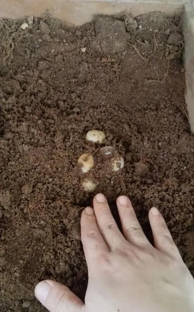 龟蛋怎样孵化出小龟图4