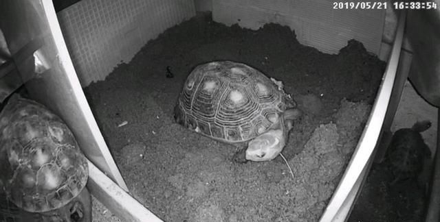 龟蛋怎样孵化出小龟图6