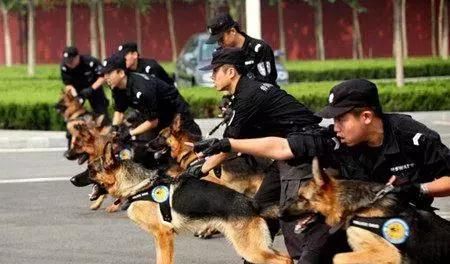 警犬和军犬的区别在哪里图2