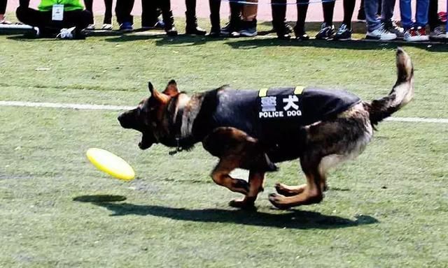 警犬和军犬的区别在哪里图3