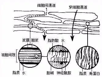 化妆会影响护肤品吸收吗图3