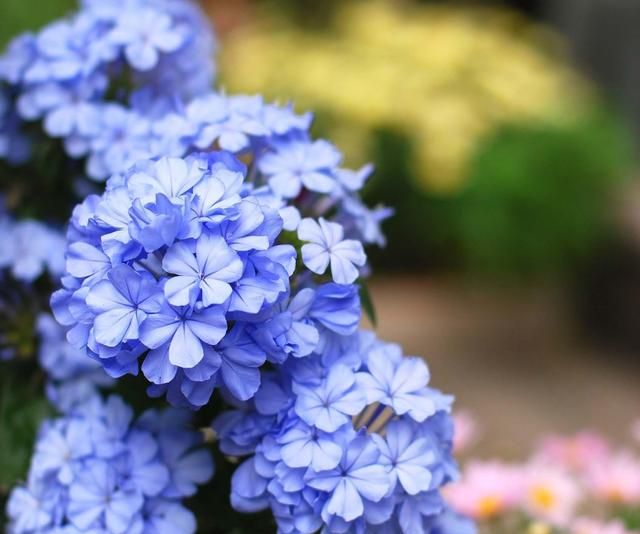 雨水浇花好吗(雨水浇花效果好吗)图4