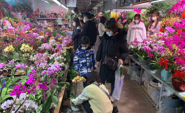 北京春节期间营业的花卉市场,北京年宵花卉市场在哪儿图2