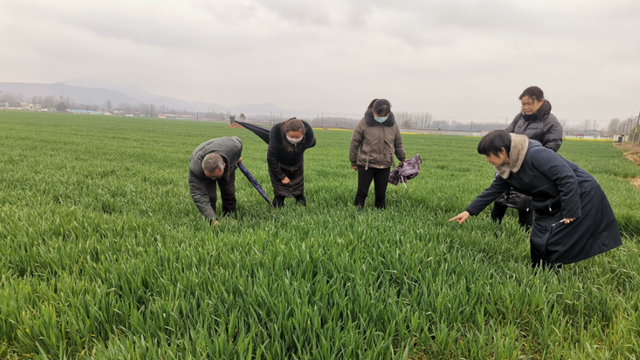 小麦返青期和拔节期的时间(小麦起身期和拔节期有什么区别)图6