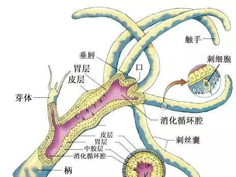 珊瑚有几种(珊瑚 分几种)图5