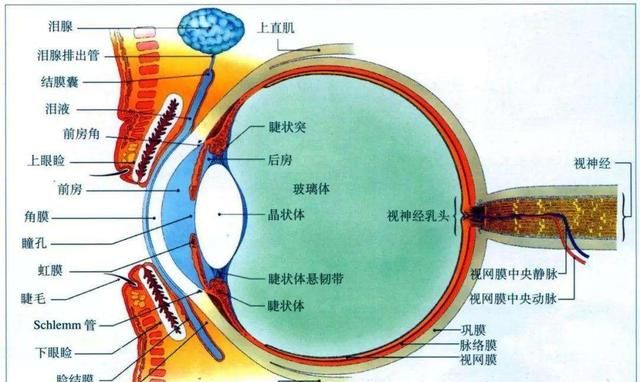 那种动物不会眨眼睛图5