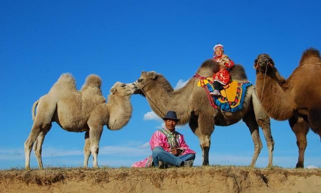 骆驼背上为什么长驼峰(骆驼为什么背上有两个驼峰)图1