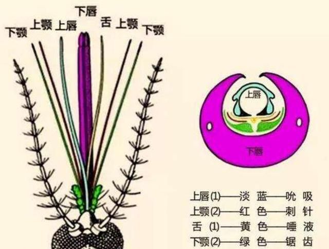 蚊子多有什么好的方法驱蚊(夏天蚊子多用什么方法灭蚊子)图2