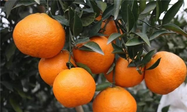 你吃过最好吃的橘子是什么样的,橘子最好吃的十大品种图1