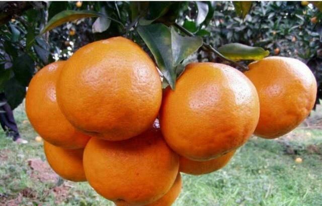 你吃过最好吃的橘子是什么样的,橘子最好吃的十大品种图3