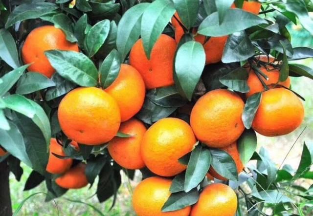 你吃过最好吃的橘子是什么样的,橘子最好吃的十大品种图5