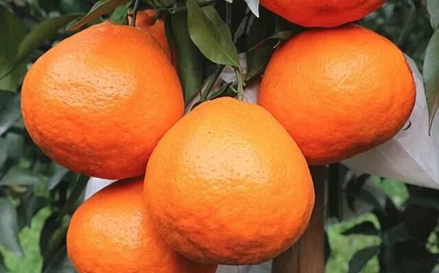 你吃过最好吃的橘子是什么样的,橘子最好吃的十大品种图6