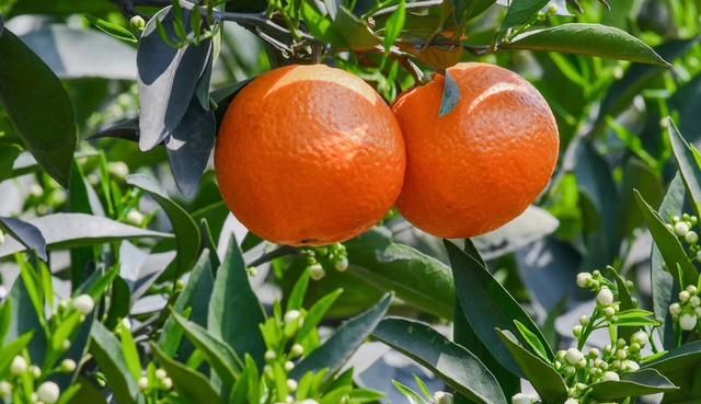 你吃过最好吃的橘子是什么样的,橘子最好吃的十大品种图8