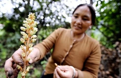 天麻的种植方法及产量是怎么样的?图5