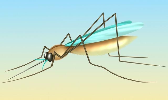 蚊子到底能不能飞多高图8