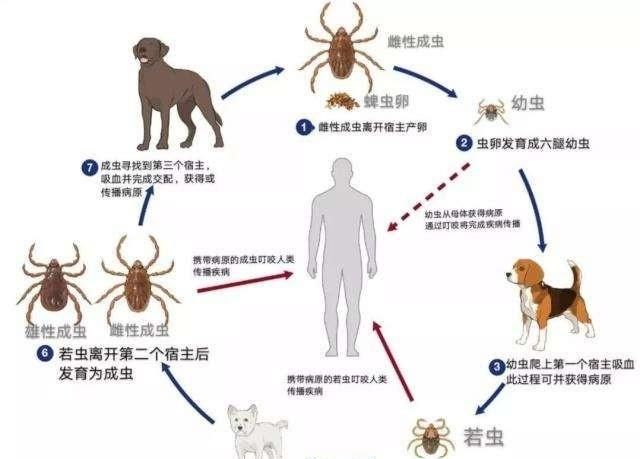 怎么判断是被毒虫咬图3