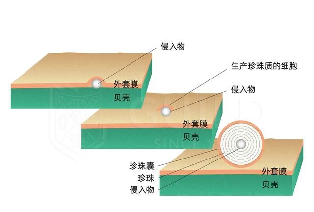 珍珠为什么会有各种颜色图8