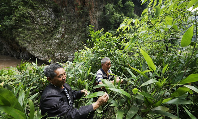 端午节粽叶怎么挑选(端午节粽子不要粽叶可用什么代替)图3