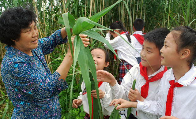 端午节粽叶怎么挑选(端午节粽子不要粽叶可用什么代替)图8