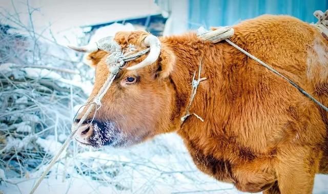 在农村养了一辈子牲口的老爹，老说的“短骡子长马，好牛脖一柞”，到底是什么意思图6