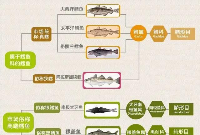 银鳕鱼和鳕鱼有什么区别?,宝宝辅食是银鳕鱼好还是真鳕鱼好图10