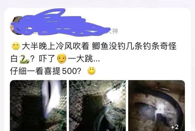 钓鱼钓到水蛇是不是好的图1