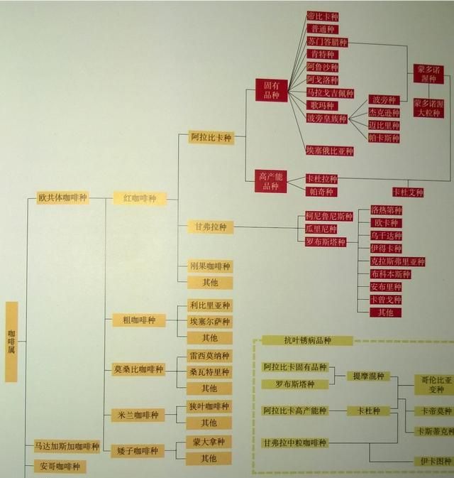 咖啡的种类有哪些,咖啡的种类主要有哪种图1