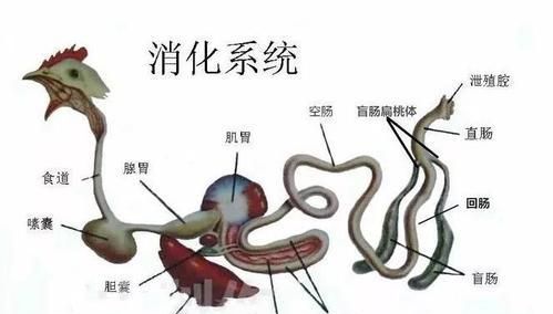 大象为什么吃石子,石头大象的寓意是什么图7