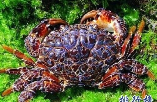 海里面的生物是不是都可以吃图4