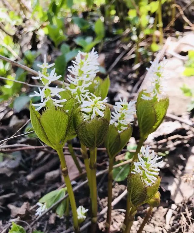 云南山上野菜,山上有什么好吃的山野菜图8