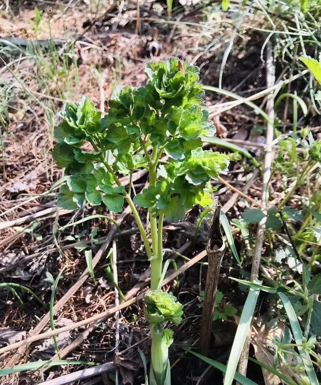 云南山上野菜,山上有什么好吃的山野菜图12