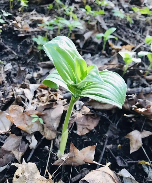 云南山上野菜,山上有什么好吃的山野菜图16