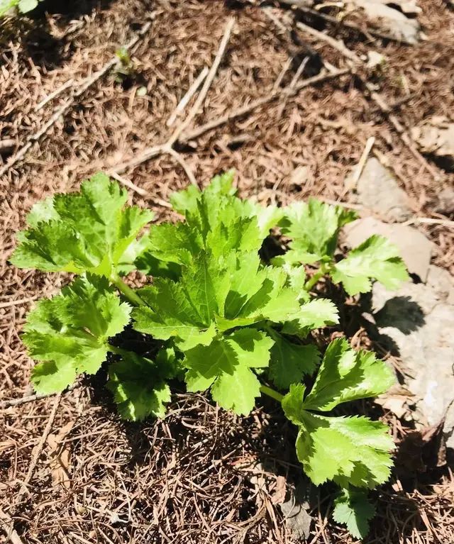 云南山上野菜,山上有什么好吃的山野菜图18