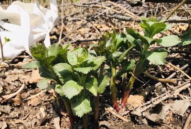 云南山上野菜,山上有什么好吃的山野菜图20