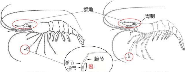 对虾基围虾罗氏虾哪个便宜?图5