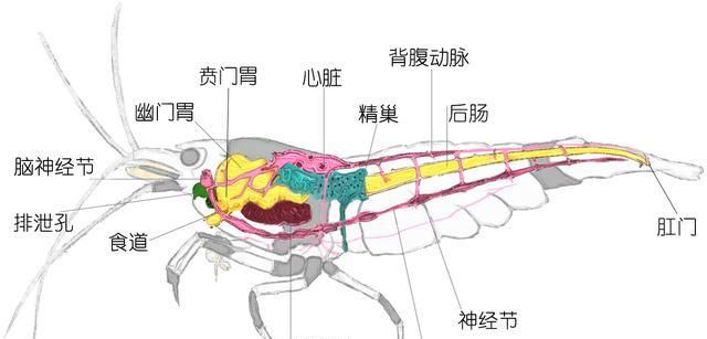 对虾基围虾罗氏虾哪个便宜?图7