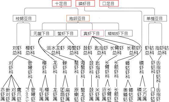 对虾基围虾罗氏虾哪个便宜?图13