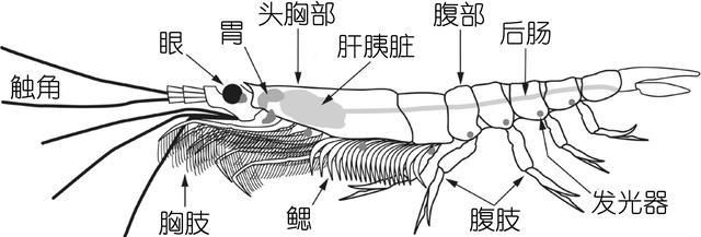 对虾基围虾罗氏虾哪个便宜?图51