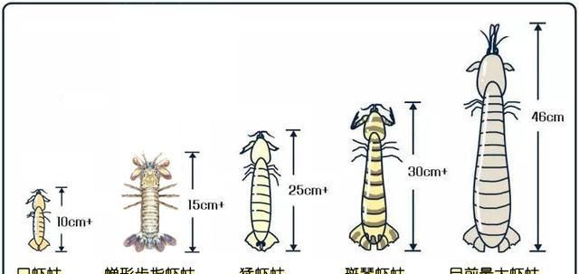 对虾基围虾罗氏虾哪个便宜?图54